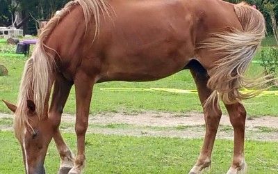 programs | iron gait percherons - draft horse sanctuary