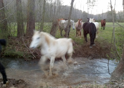 Horses Crossing Creek