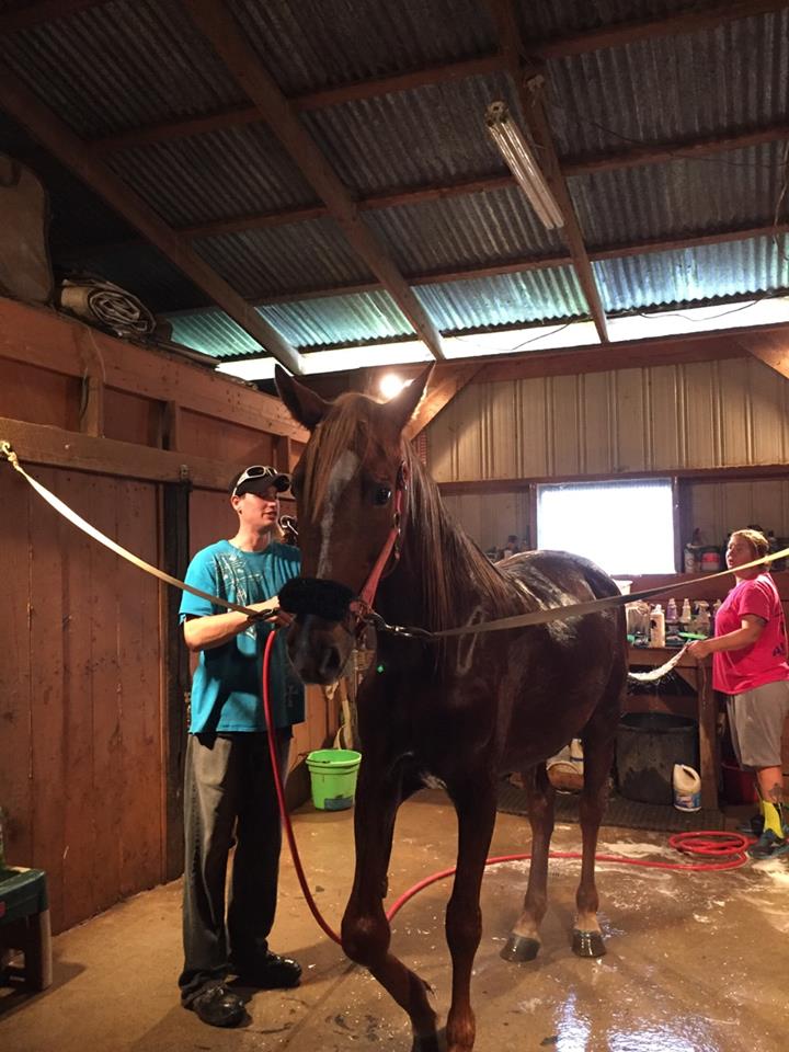 Volunteer Iron Gait Percherons Draft Horse Sanctuary