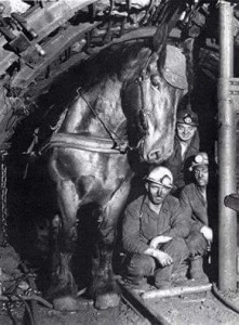 Miners with Percheron