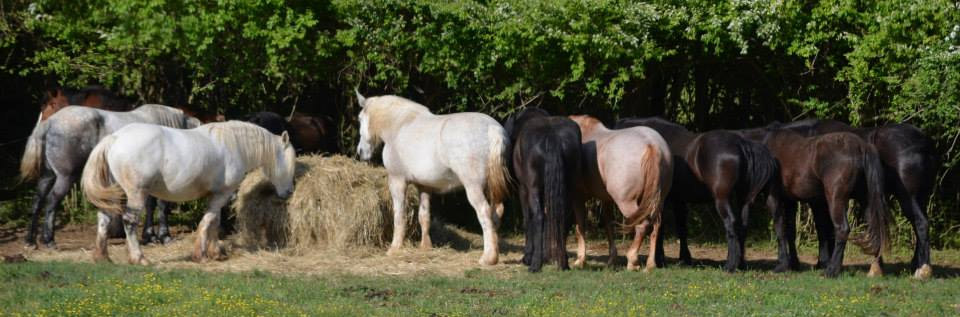 Sanctuary Horses at Iron Gait Percherons