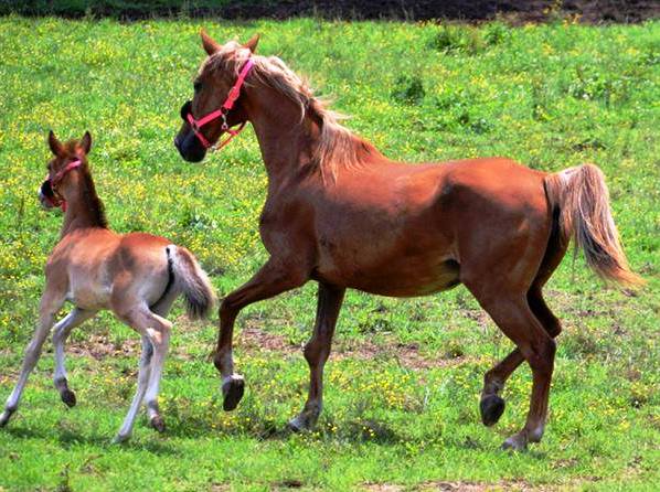 Sanctuary Horses | Iron Gait Percherons - Draft Horse Sanctuary